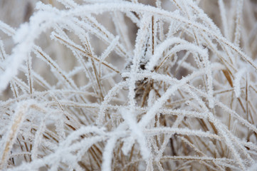 Dry grass covered snow in winter