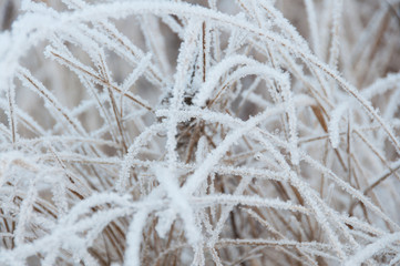 Dry grass covered snow in winter