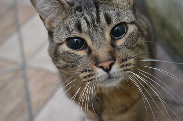 Gato cinza - vira lata