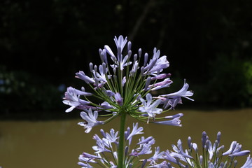 Flor