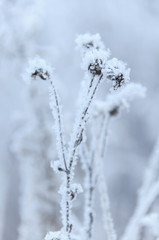 Dry flowers covered snow in winter