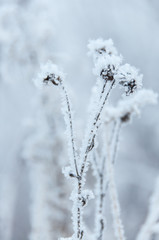 Dry flowers covered snow in winter