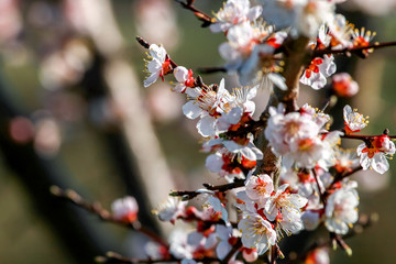 Apricot tree flowers in spring season.