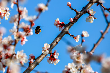 Apricot tree flowers in spring season.