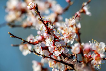 Apricot tree flowers in spring season.