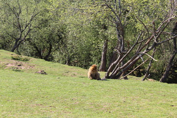 monkeys of Gibraltar in the park of cabarceno