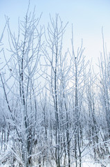 Tree trunks covered snow in winter