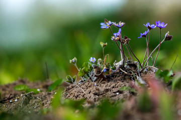 Blue anemones on the green grass.