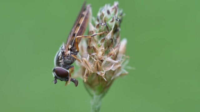 Eine Schwebfliege putzt sich ihren Kopf, ihre Augen und ihren R&uuml;ssel mit den F&uuml;&szlig;en, drei Szenen, Makro