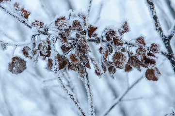 Tree trunks covered snow in winter