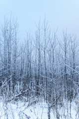 Tree trunks covered snow in winter