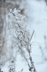 Dry flower of fireweed (Chamerion angustifolium) in winter