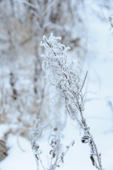 Dry flower of fireweed (Chamerion angustifolium) in winter