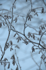 Tree trunks covered snow in winter