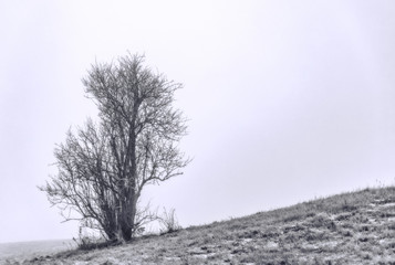 Lonely bare tree on gray and foggy day