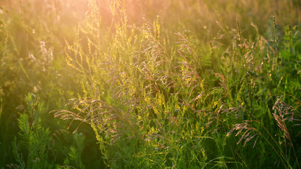 Background from wild summer grass field at sunset