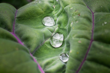 Close up of water drops on cabbage leaf