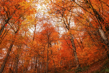 seven Lakes National Park, Autumn, Turkey
