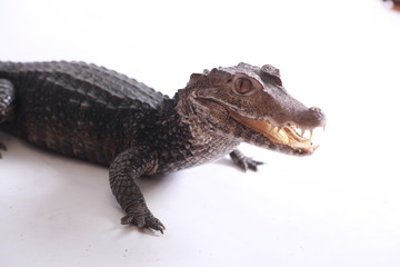 crocodile isolated on white background