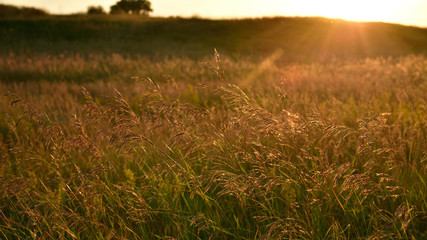 Fragments of the wild meadow in rays of setting sun. Nature of Russia