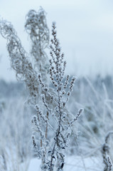 Dry grass covered snow in winter