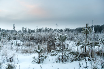 Landscape in winter at sunset. Grass covered snow