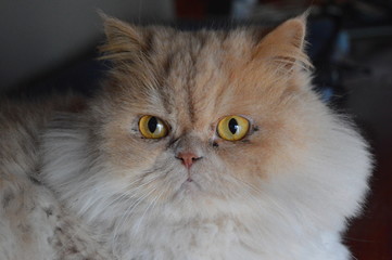 Gato Persa