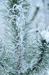 Pine branch in the forest in winter