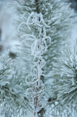 Pine branch in the forest in winter