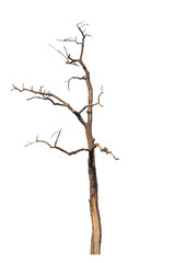 Dry tree dead on a white background