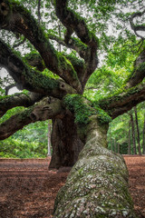 angel oak tree in John&rsquo;s Island South Carolina