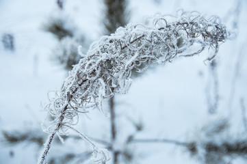 Dry flower of fireweed (Chamerion angustifolium) in winter