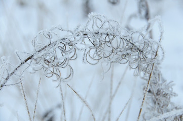 Dry flower of fireweed (Chamerion angustifolium) in winter