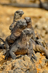 Marine Iguana