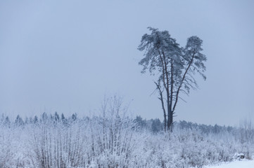 Tree in the form of frozen heart in winter
