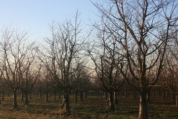 Fototapeta na wymiar Apfelplantage, Apfelfeld