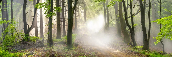 Fototapeten Panorama of a forest in morning mist © DZiegler