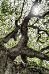 Fototapeta premium angel oak tree in John’s Island South Carolina