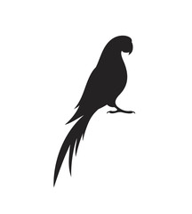 Parrot macaw silhouette. Isolated parrot on white background