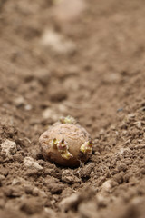 Saatkartoffeln im Beet