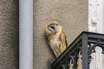 Wild screech owl peering sideways from balcony of building in city