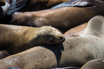 Fototapeta premium Sea lions on the docks of Pier 39 in San Francisco