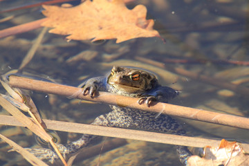 ropucha (Bufo sp)
