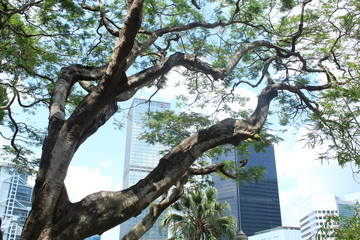 Trees and buildingds