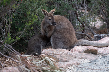 Obraz premium Bennets wallaby (Notamacropus rufogriseus) and young joey in the Freycinet National Park, Tasmania