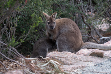Obraz premium Bennets wallaby (Notamacropus rufogriseus) and young joey in the Freycinet National Park, Tasmania