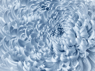 Floral light blue background. Flower blue chrysanthemum close-up. Chrysanthemum petals. Nature.