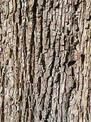 Obraz premium Baumrinde