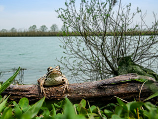 Frog on a lake