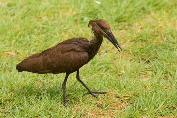 Walking hamerhead bird